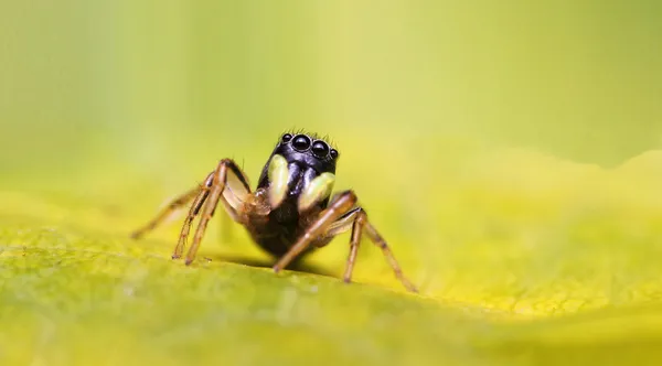 Heliofano pulando aranha em uma folha verde — Fotografia de Stock