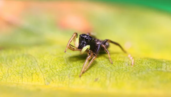 Heliophanus saltando araña sobre una hoja verde — Foto de Stock