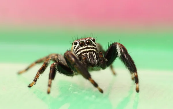 Jumping spider — Stock Photo, Image
