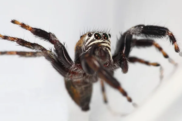 Aranha saltitante — Fotografia de Stock