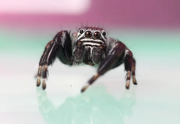 Jumping spider — Stock Photo, Image