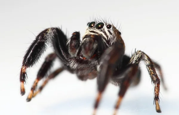 Evarcha arcuata saltando aranha — Fotografia de Stock