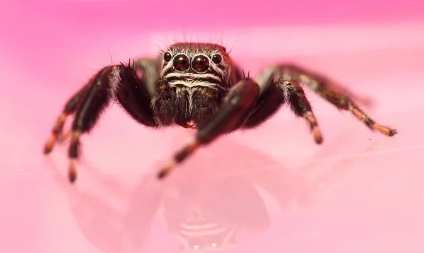 Evarcha arcuata jumping αράχνη — Φωτογραφία Αρχείου