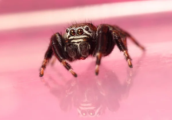 Evarcha arcuata jumping spider — Stock Photo, Image