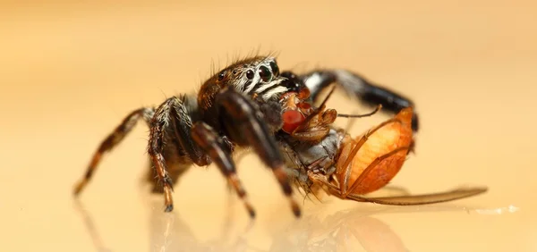 Evarcha arcuata atlama örümcek — Stok fotoğraf