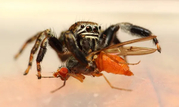 Evarcha arcuata saltando aranha — Fotografia de Stock