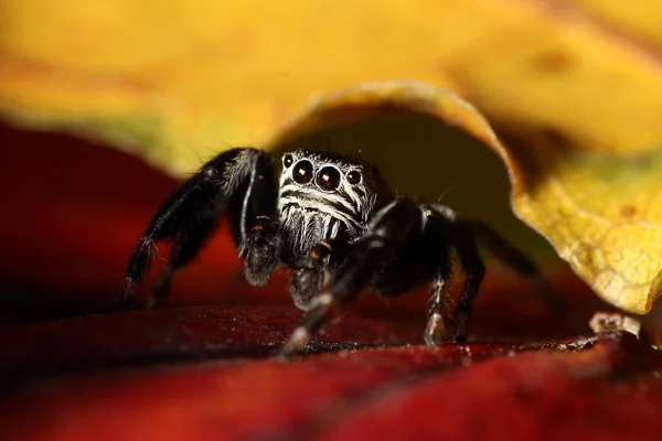 Evarcha arcuata pająk skoków — Zdjęcie stockowe