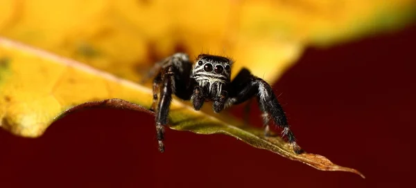 Evarcha arcuata saltando aranha — Fotografia de Stock