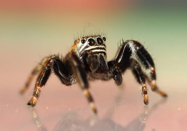 Evarcha arcuata pająk skoków — Zdjęcie stockowe