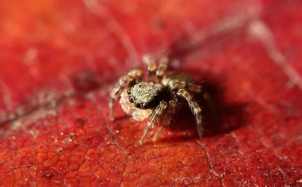 Hoppande spindel — Stockfoto