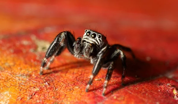 Araña saltarina —  Fotos de Stock