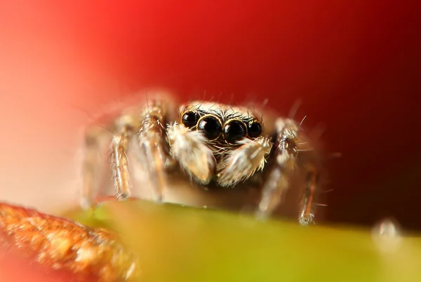 Araña saltarina — Foto de Stock