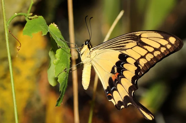 Beautful siyah sarı swallowtail — Stok fotoğraf