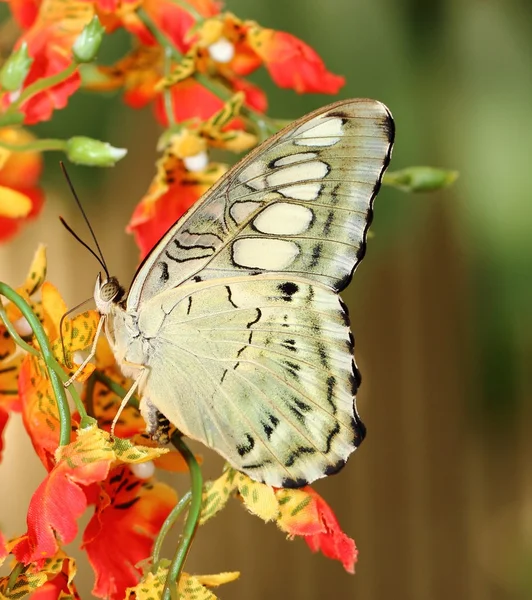 Parthenos sylvia Butterfly — Stock Photo, Image