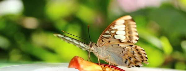 Farfalla di Parthenos sylvia (Clipper ) — Foto Stock