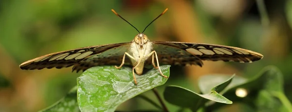 Parthenos sylvia butterfly ) — стоковое фото