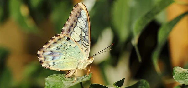 Parthenos sylvia vlinder (Clipper) — Stockfoto