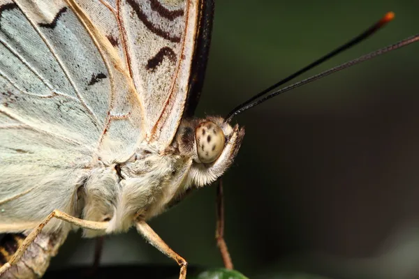 Parthenos sylvia butterfly (Clipper) — Stock Photo, Image