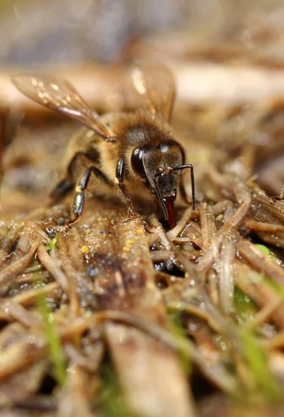 自然の中で蜂 — ストック写真