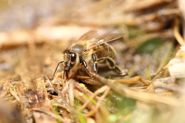 Bee in de natuur — Stockfoto