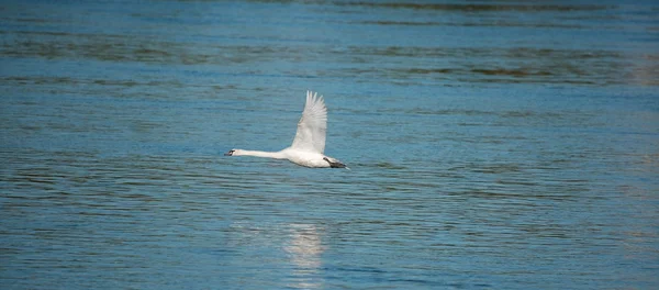 Flying swan — Stock Photo, Image