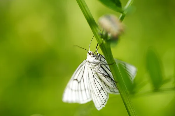 Striped white Moth in the nature — Stock Photo, Image