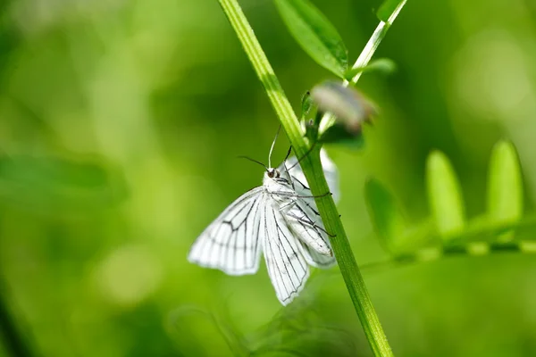 Striped white Moth in the nature — Stock Photo, Image