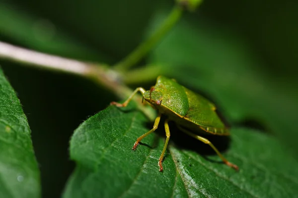 Green beetle on a leaf — Stock Photo, Image