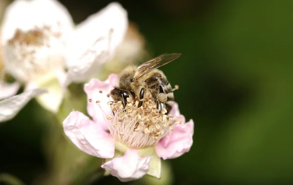 Abeja en flor —  Fotos de Stock