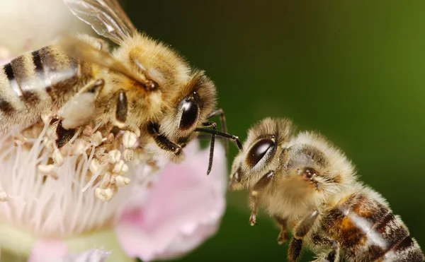 Bee op bloem — Stockfoto