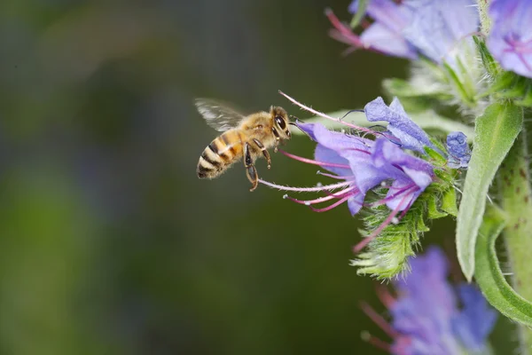 Bee op bloem — Stockfoto