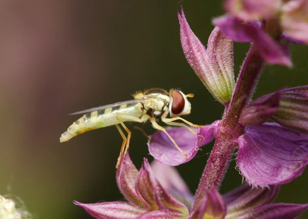 Hoverfly üzerindeki yaprak — Stok fotoğraf