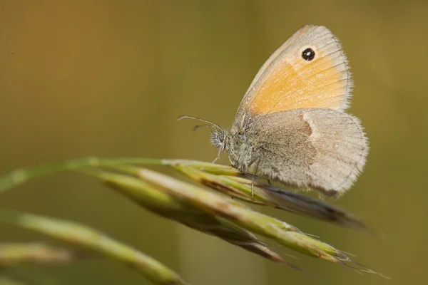 Butterfly on flower — Stock Photo, Image