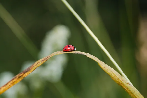 Uğur böceği — Stok fotoğraf