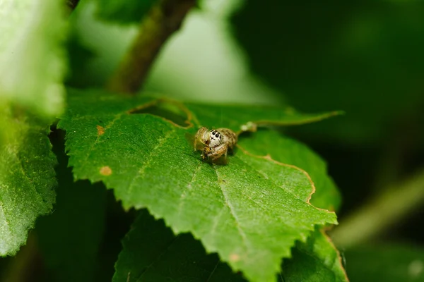 Evarcha arcuata jumping spider — Stock Photo, Image