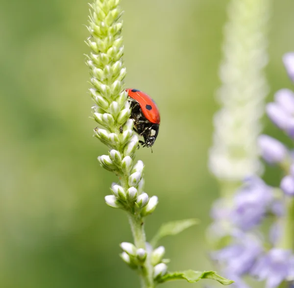 Ladybug — Stock Photo, Image