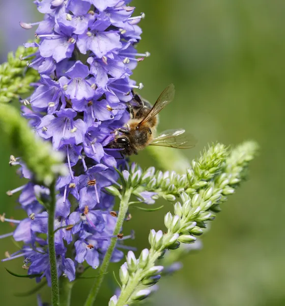 Abeja en una flor —  Fotos de Stock