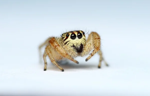 Evarcha arcuata 점프 거미 — 스톡 사진