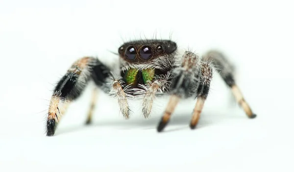 Phidippus Regius Saltando Aranha — Fotografia de Stock