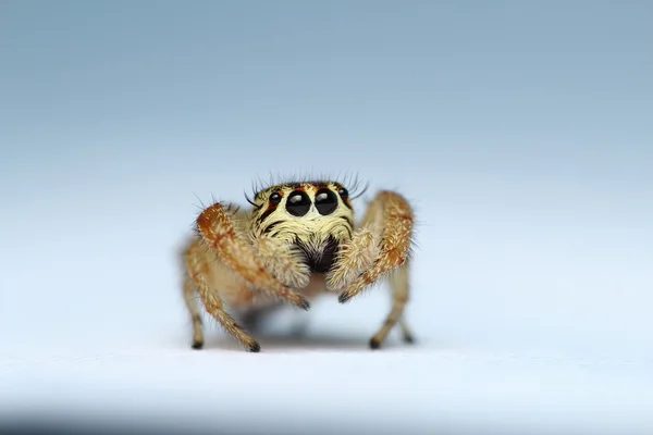 Evarcha arcuata araña saltadora — Foto de Stock