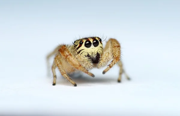 Evarcha arcuata jumping spider — Stock Photo, Image