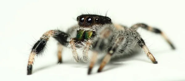 Phidippus regius atlama örümcek — Stok fotoğraf