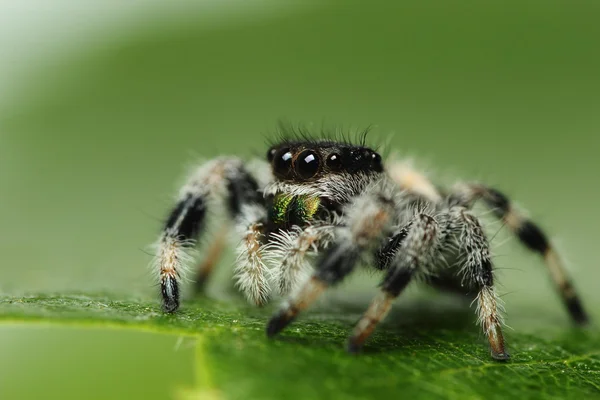 Phidippus regius pająk skoków — Zdjęcie stockowe