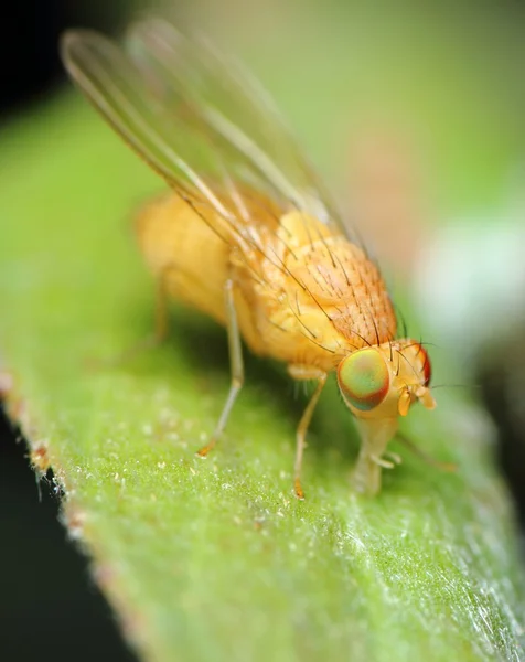 Primer plano de una mosca —  Fotos de Stock