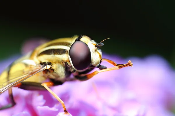 Hoverfly üzerindeki yaprak — Stok fotoğraf