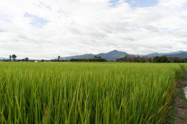 Yeşil Teraslı Pirinç Tarlası. pirinç tarlada yetişiyor..