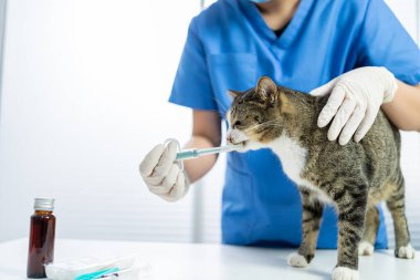 Veteriner cerrahı. Veteriner kliniğinin muayene masasındaki kedi. Veteriner bakımı. Veteriner doktor ve kedi..