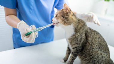 Veteriner cerrahı. Veteriner kliniğinin muayene masasındaki kedi. Veteriner bakımı. Veteriner doktor ve kedi..
