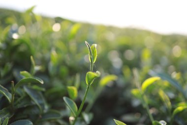Yeşil çay yaprakları bir çay tarlasında yakın plan, Yeşil yaprak Sabah yeşil çay yaprağı