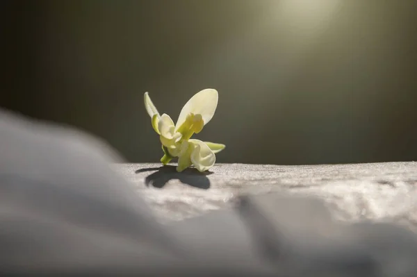 White flower on a green background with negative space for text writing. Broken flower. Sun rays. White flower with sun rays.